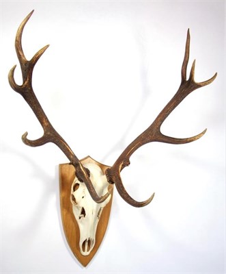 Lot 3050 - Antlers/Horns: European Red Deer (Cervus elaphus), circa October 1999, Tambach-Dietharz,...