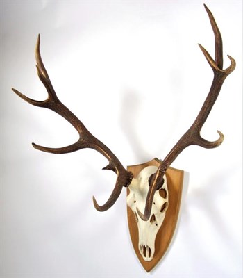 Lot 3050 - Antlers/Horns: European Red Deer (Cervus elaphus), circa October 1999, Tambach-Dietharz,...