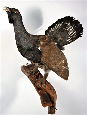 Lot 3052 - Taxidermy: European Capercaillie (Tetrao urogallus), circa late 20th century, full mount cock...