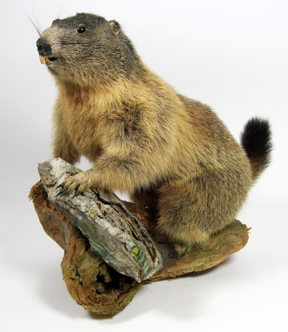 Lot 3053 - Taxidermy: Alpine Marmot (Marmota marmota), circa late 20th century, a full mount adult stood...