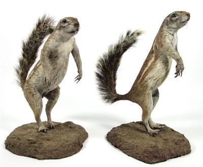 Lot 3055 - Taxidermy: A Pair of Southern Ground Squirrels (Xerus inauris), modern, two full mount adults stood