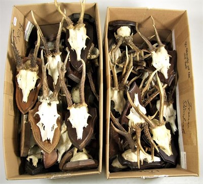 Lot 3057 - Antlers/Horns: European Roebuck Antlers (Capreolus capreolus), circa late 20th century, fifty...