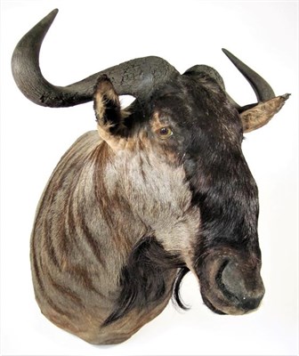 Lot 3058 - Taxidermy: Blue Wildebeest (Connochaetes taurinus), modern, South Africa, high quality adult...
