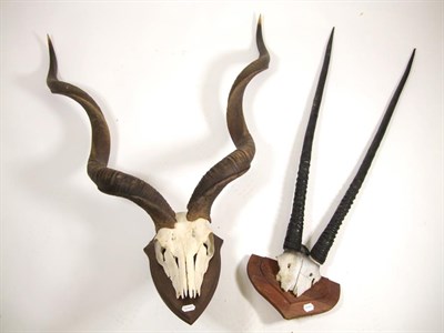 Lot 3060 - Antlers/Horns: Cape Greater Kudu & Gemsbok Oryx Horns, circa late 20th century, adult male Kudu...