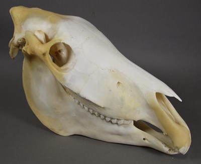 Lot 3061 - Skulls/Anatomy: Burchell's Zebra Skull (Equus quagga), modern, complete bleached skull, 51cm by...