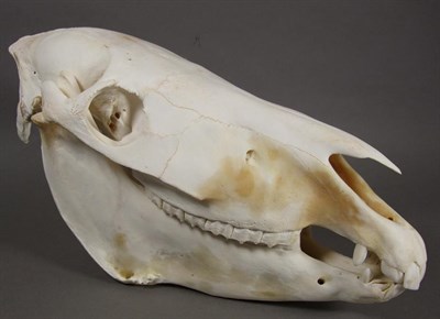 Lot 3062 - Skulls/Anatomy: Burchell's Zebra Skull (Equus quagga), modern, complete bleached skull, 50cm by...