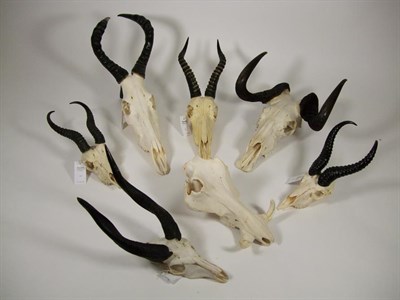 Lot 3063 - Horns/Skulls: A Selection of African Game Trophy Skulls, modern, to include - Black Wildebeest...