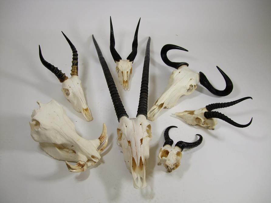 Lot 3064 - Horns/Skulls: A Selection of African Game Trophy Skulls, modern, to include - Blue Wildebeest horns