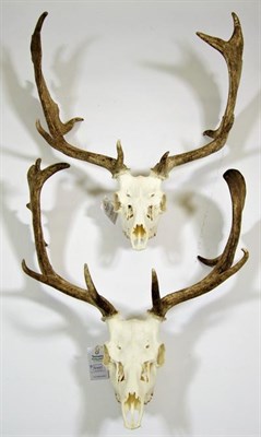 Lot 3066 - Antlers/Horns: European Fallow Deer (Dama dama), two sets of adult antlers on upper skulls,...