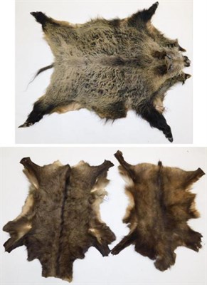 Lot 3070 - Skins/Hides: European Wild Boar/ Chamois Skins, circa late 20th century, a large complete adult...