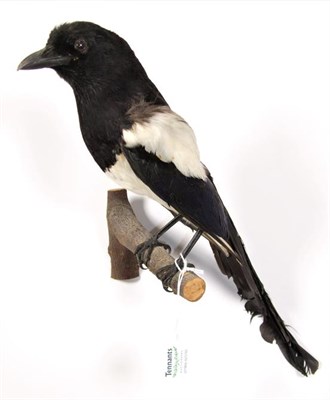 Lot 3072 - Taxidermy: A Group of Various Countryside, Sea & Wading Birds, circa late 20th century,...