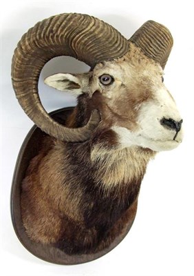 Lot 3076 - Taxidermy: European Mouflon (Ovis aries musimon) medal class shoulder mount looking straight ahead