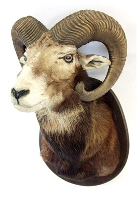 Lot 3076 - Taxidermy: European Mouflon (Ovis aries musimon) medal class shoulder mount looking straight ahead