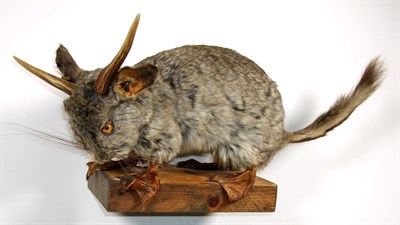 Lot 3078 - Taxidermy: Badger Mask and Wolperdinger, circa late 20th century, a European Badger mask...