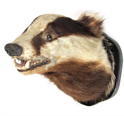 Lot 3078 - Taxidermy: Badger Mask and Wolperdinger, circa late 20th century, a European Badger mask...