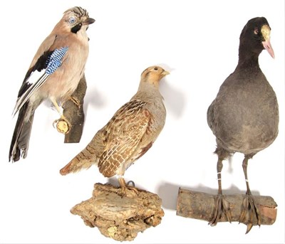 Lot 3079 - Taxidermy: European Countryside Birds, circa late 20th century, comprising - Jay, English Grey...
