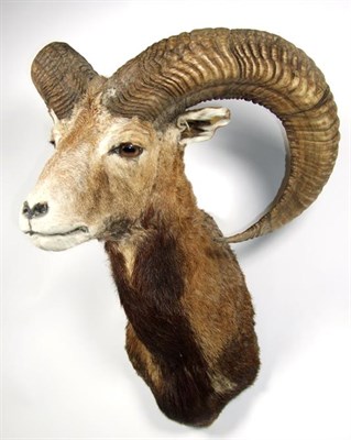 Lot 3080 - Taxidermy: European Mouflon (Ovis aries musimon ), circa late 20th century, 4-5 year old adult...