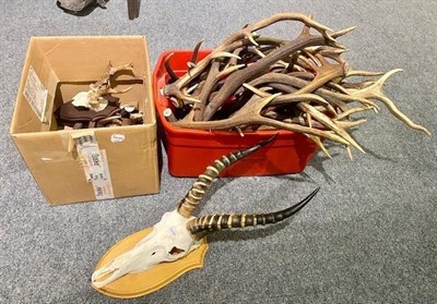 Lot 3082 - Antlers/Horns: A Collection of European Red Deer cast antlers, together with a single set of...