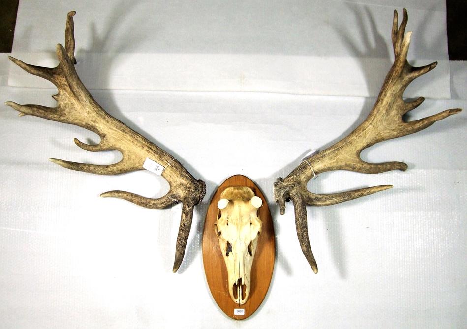 Lot 3083 - Antlers/Horns: An Impressive Pair of Cast Red Deer Antlers, (Cervus elaphus), a large...