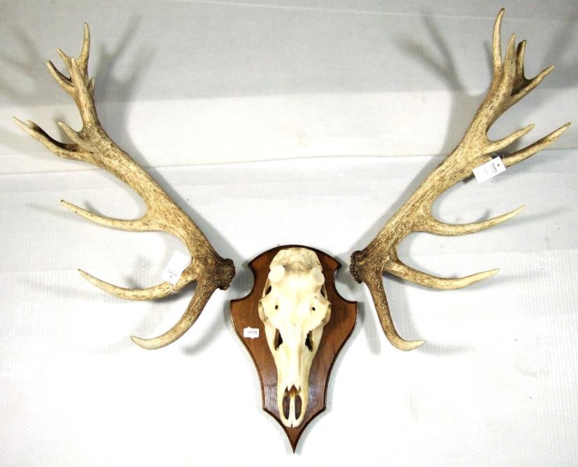 Lot 3084 - Antlers/Horns: An Impressive Pair of Cast Red Deer Antlers, (Cervus elaphus), a large...