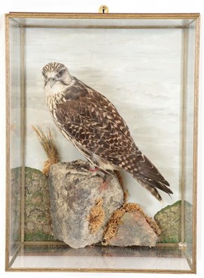 Lot 3086 - Taxidermy: A Wall Cased Gyr/Saker Falcon (Falco rusticolus), circa 2015, by Herbert Pearson,...