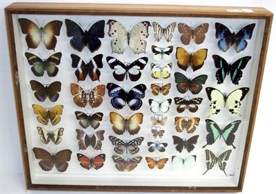 Lot 3087 - Entomology: A Glazed Display of African Butterflies, circa 21st century, a colourful display of...