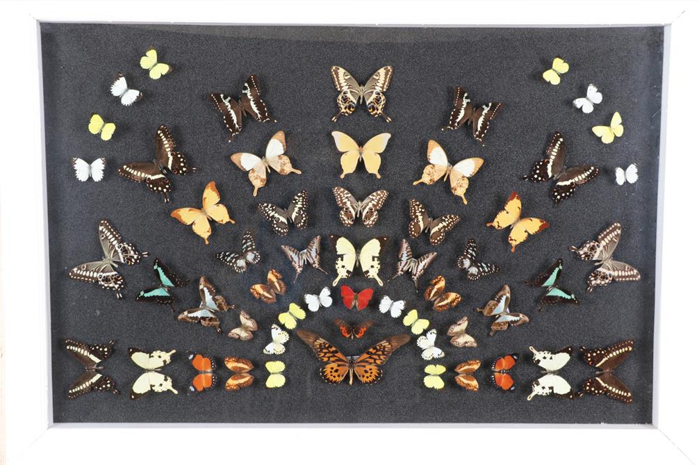 Lot 3088 - Entomology: A Large Display of African Butterflies, circa 21st century, a colourful fanned...