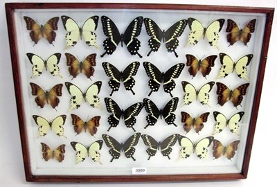 Lot 3089 - Entomology: A Large Glazed of Display of African Butterflies, circa 21st century, containing...