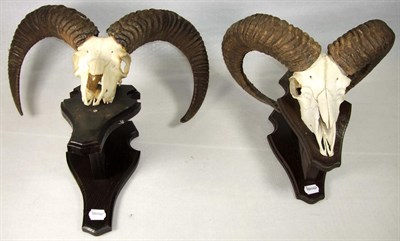Lot 3090 - Antlers/Horns: European Mouflon (Ovis aries musimon), circa late 20th century, four sets of various