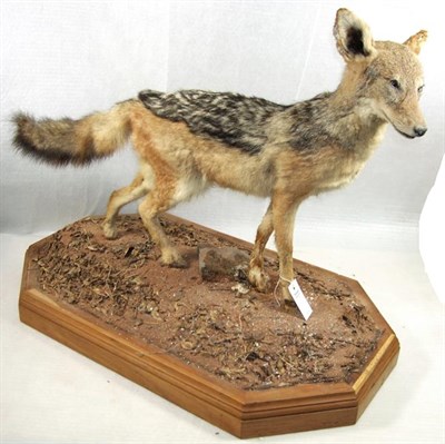 Lot 3091 - Taxidermy: Black-Backed Jackal (Canis mesomelas), modern, South Africa, a full mount adult in...