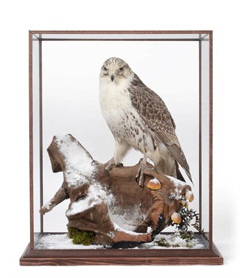 Lot 2006 - Taxidermy: A Table Cased Gyr Saker Falcon (Falco rusticolus X Falco cherrug), captive bred,...