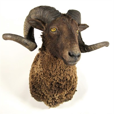 Lot 2121 - Taxidermy: A Black Merino Sheep (Ovis aries), circa early 21st century, shoulder mount with...