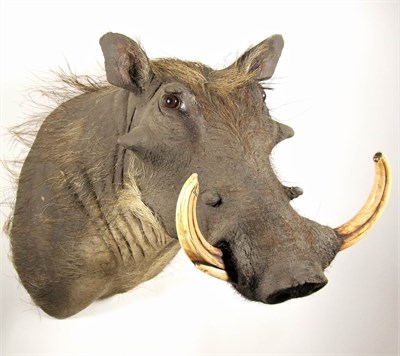 Lot 2123 - Taxidermy: Common Warthog (Phacochoerus africanus), modern, South Africa, high quality adult...
