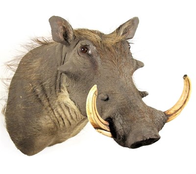 Lot 2123 - Taxidermy: Common Warthog (Phacochoerus africanus), modern, South Africa, high quality adult...