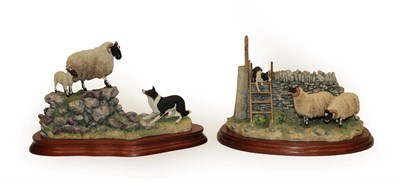 Lot 78 - Border Fine Arts 'Holding her Ground' (Ewe, Lamb and Border Collie), model No. B0198, limited...