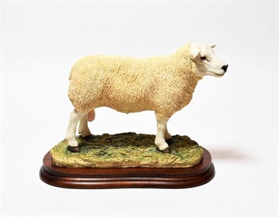 Lot 141 - Border Fine Arts 'Texel Ram' (Style Two), model No. B0530 by Jack Crewdson, limited edition...