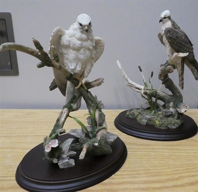 Lot 264 - Country Artists 'Sparrow Hawk', 'Peregrine Falcon', 'Buzzard', 'Barnowl Family', various other...