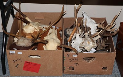 Lot 923 - Antlers/Horns: A Collection of European Deer Trophies, circa late 20th century, eighteen sets...