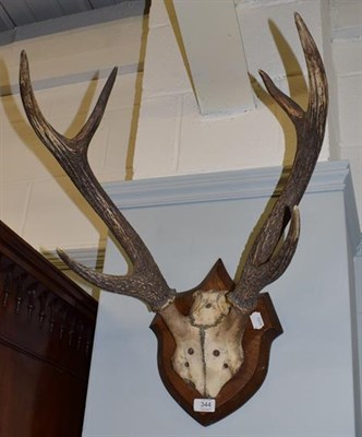 Lot 344 - Antlers/Horns: A Set of Rusa Deer antlers (Rusa timorensis), circa 1920, antlers on shield
