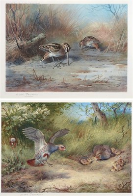 Lot 1004 - After Archibald Thorburn FZS (1860-1935) ''Snipe feeding'' Signed in pencil, a colour reproduction