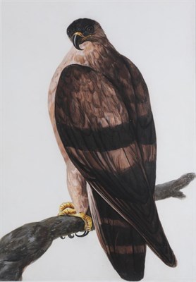 Lot 1024 - Attributed to Peter Paillou (1720-1790) Golden Eagle Watercolour, 51cm by 35.5cm   Provenance:...