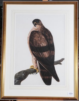 Lot 1024 - Attributed to Peter Paillou (1720-1790) Golden Eagle Watercolour, 51cm by 35.5cm   Provenance:...