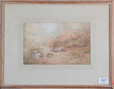 Lot 1027 - Vincent Balfour-Browne (1880-1963) Pheasant Partridge and young Signed and dated 1954, watercolour