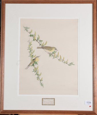 Lot 1038 - Henry Constantine Richter (1821-1902) ''Phyllopneuste Trochilus'' (Willow Wren) Numbered,...