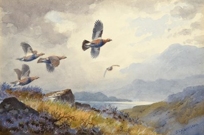 Lot 1039 - John Cyril Harrison (1898-1985) Covey of Grouse in flight Signed, watercolour, 16.5cm by 24cm   See