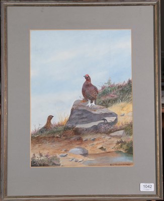 Lot 1042 - Philip Rickman (1891-1982) ''Grouse''  Signed and dated 197*, watercolour, 38cm by 28.5cm...