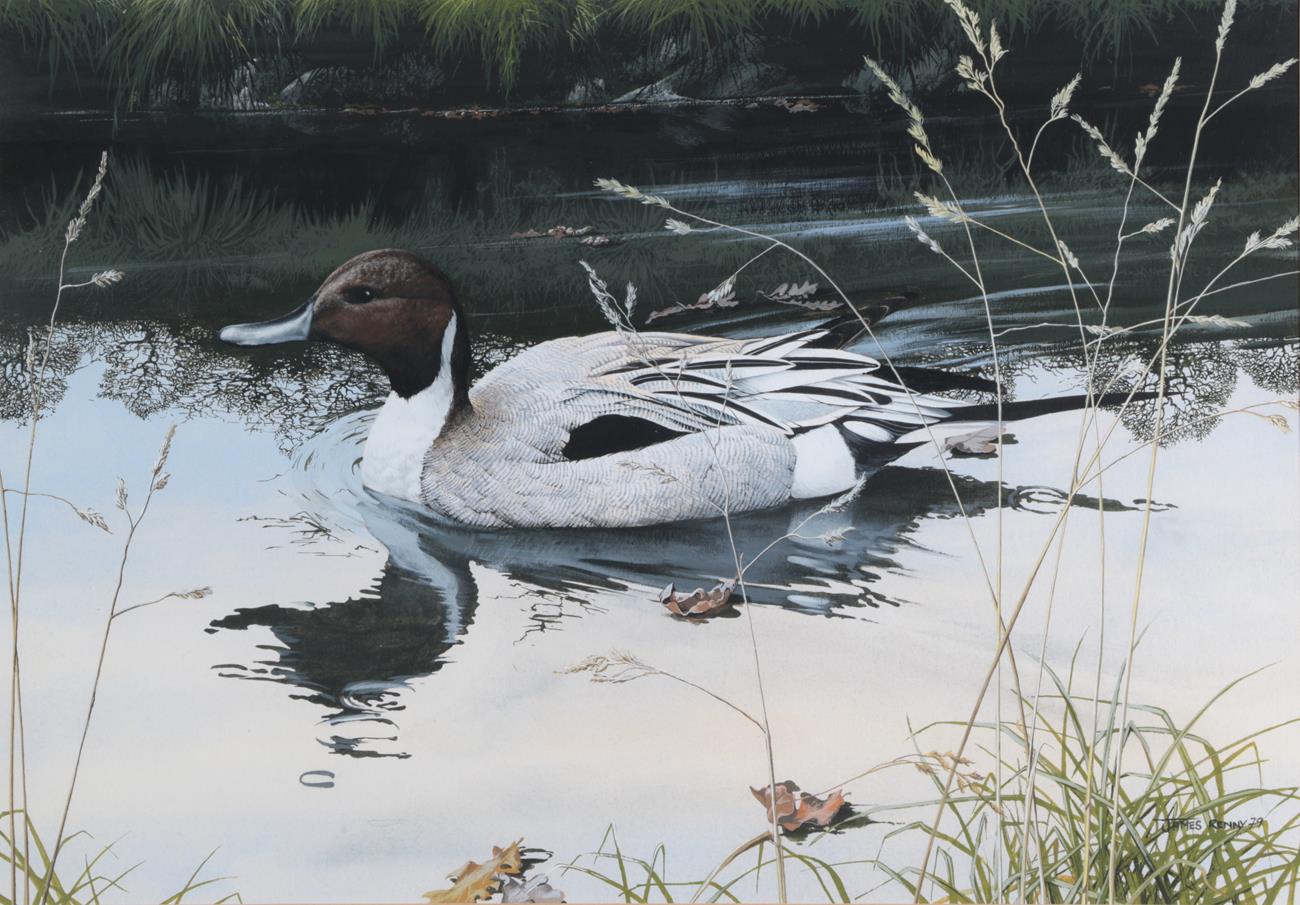 Lot 1052 - James Renny (b.1946) Pintail Signed and dated (19)79, watercolour and gouache, 37cm by 52.5cm...