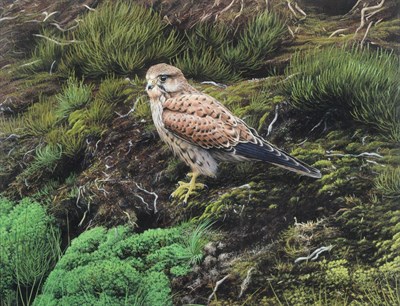Lot 1065 - Alan M Hunt (b.1947) Kestrel Signed and dated 1982, gouache, 38cm by 49cm  Provenance:...