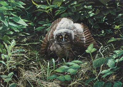 Lot 1066 - Alan M Hunt (b.1947) Eagle Owl on alert  Signed and dated 1982, gouache, 41.5cm by 58.5cm...