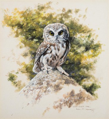 Lot 1067 - Alan M Hunt (b.1947) Saw-Whet Owl Signed and dated 1984, gouache, 24.5cm by 23cm  Provenance:...